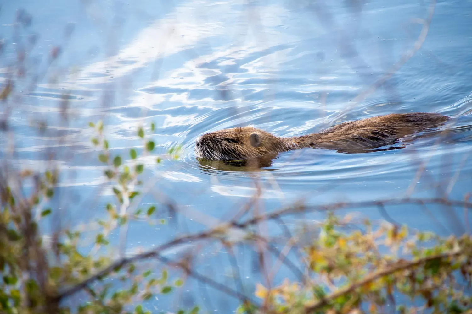 the complex relationship between beavers and biodiversity within wetland systems