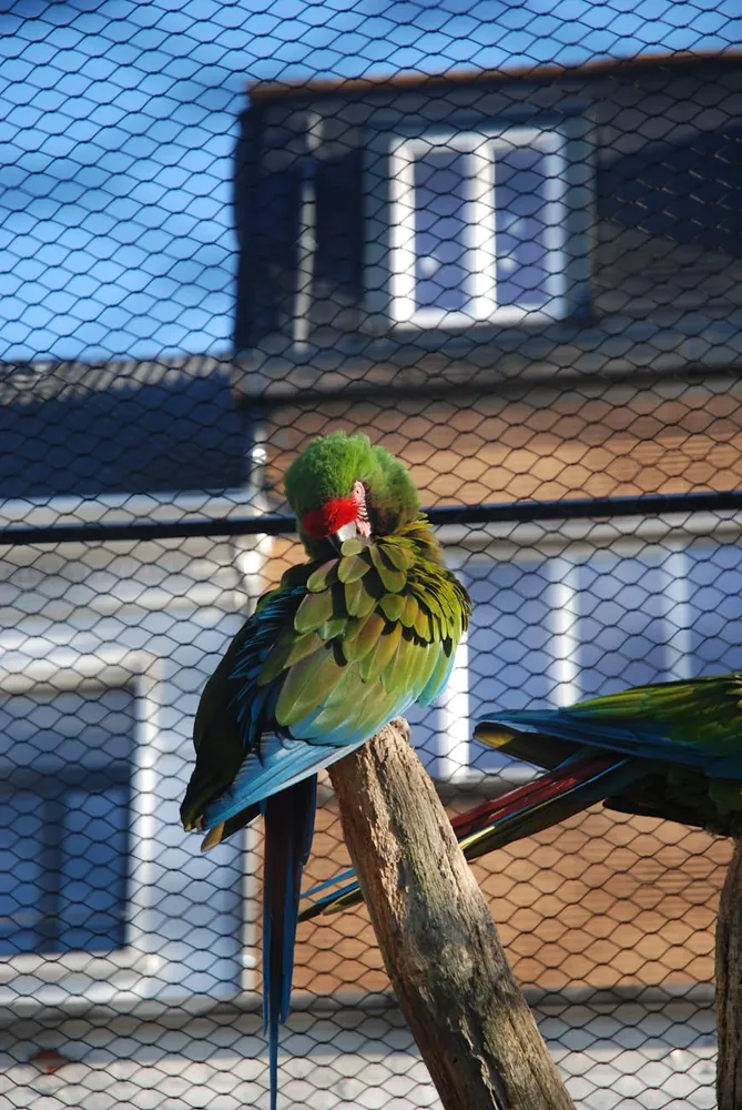 The Impact of Urban Wildlife Sanctuaries on City Biodiversity