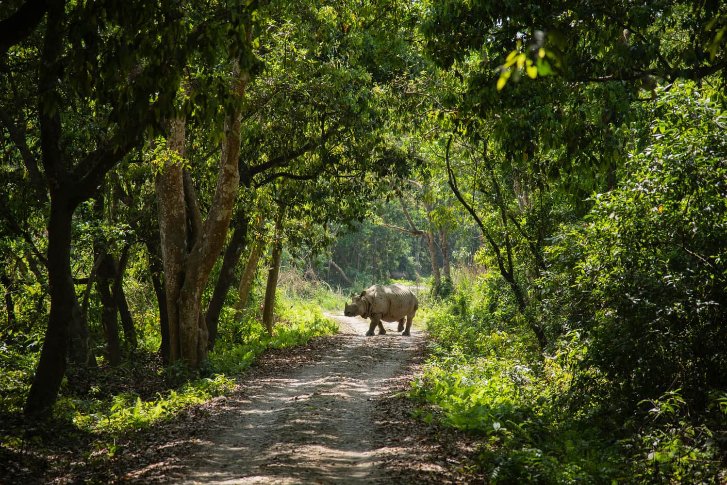 Understanding How Wildlife Corridors Complement Traditional Conservation Efforts
