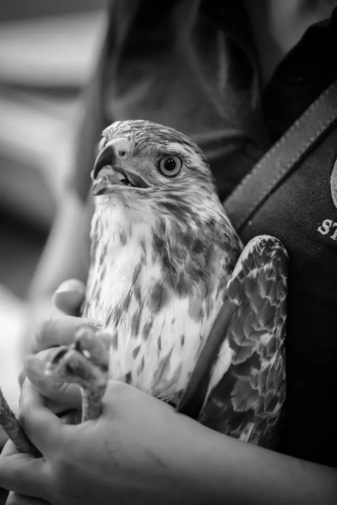 Wildlife Recovery: Comparing Rehabilitation Methods with Conservation Biology Practices